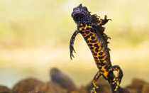Гребенчатый тритон (лат. Triturus cristatus)
