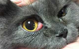 Кошка закатывает глаза. У кота глаза наполовину закрыты пленкой: причины и что делать. Белая пленка на обоих глазах – опасный признак