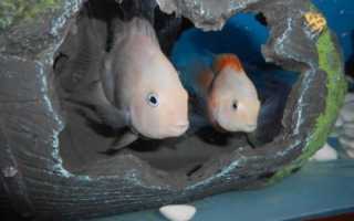 Цихлазомы (Cichlasoma)