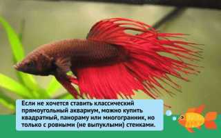 Рыбка петушок уход и содержание в мини аквариуме