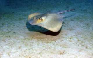 Морской кот, или хвостокол (Dasyatis pastinaca)