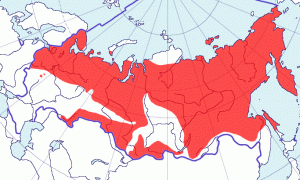 Куропатка белая среднерусская