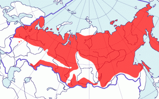 Куропатка белая среднерусская