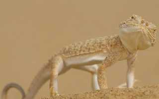 Прыткая ящерица Lacerta agilis