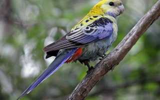 Рубиновая Розелла