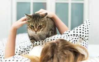 Как называются люди которые любят кошек. Почему люди любят кошек. Воспитание и дрессировка, наказание и поощрение, игра и игрушки