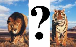 Кто сильнее — лев или тигр? Битва титанов