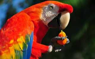 Голубой ара