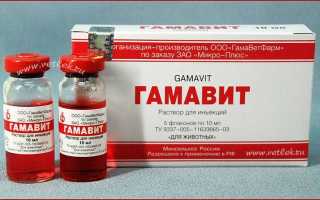 Как давать кошкам «Гамавит»