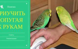 Почему нельзя наказывать попугаев