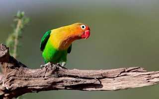 Как обучать неразговорчивого попугая неразлучника