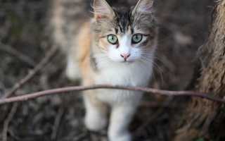 С кошки сыпется белая крупа. Что делать, если у кота чёрные точки в шерсти