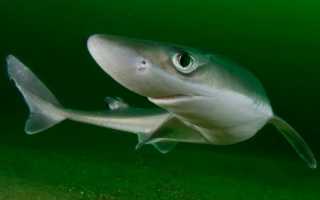 КОЛЮЧАЯ АКУЛА ИЛИ КАТРАН (SQUALUS ACANTHIAS)