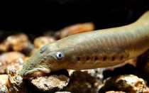 Речная минога, или невская (Lampetra fluviatilis)