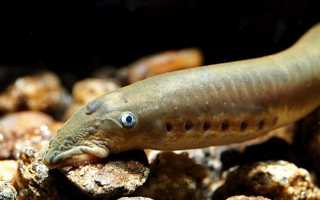 Речная минога, или невская (Lampetra fluviatilis)