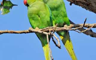 Ожереловый попугай