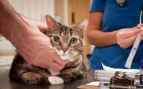 FARMINA Vet Life Diabetic корм для кошек при сахарном диабете