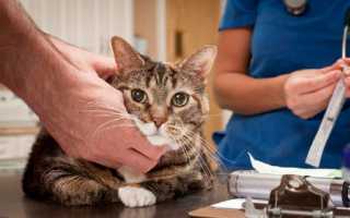 FARMINA Vet Life Diabetic корм для кошек при сахарном диабете