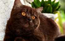 Британские короткошёрстные котята