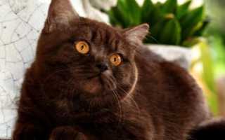 Британские короткошёрстные котята