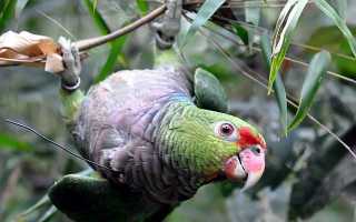 Попугай венесуэльский амазон