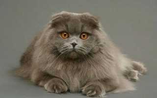 Шотландская вислоухая кошка