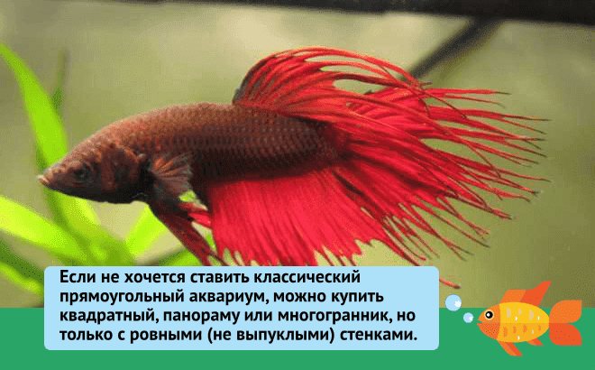 Аквариум для петушков: уход и содержание, как ухаживать, чем плох маленькие (мини) и круглые, как нужен, как обустроить, запуск, растения и водоросли, подготить, объем