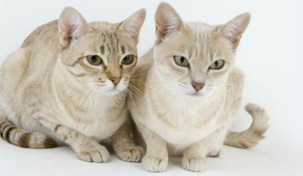 азиатская дымчатая кошка