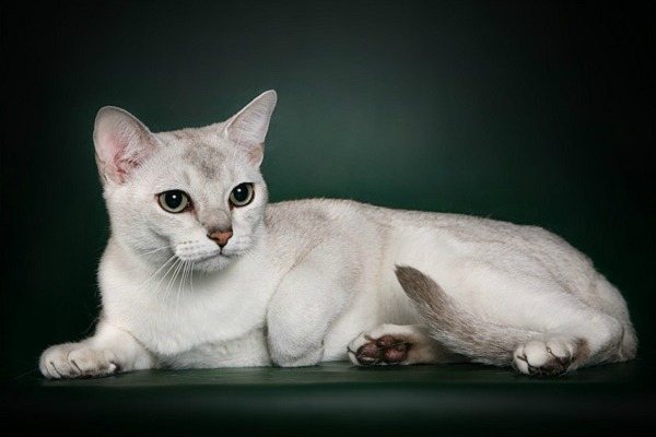 азиатская кошка дымчатого окраса