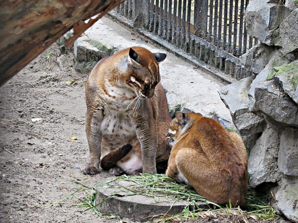 Азиатские кошки в новосибирском зоопарке