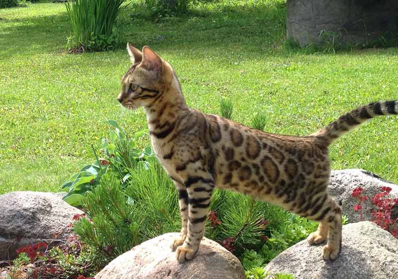 Бенгальская кошка