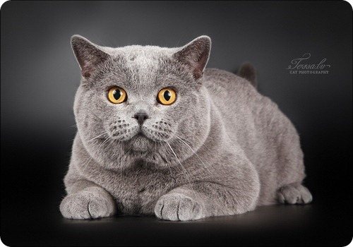 Британская короткошерстная кошка