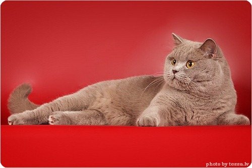 Британская короткошерстная кошка