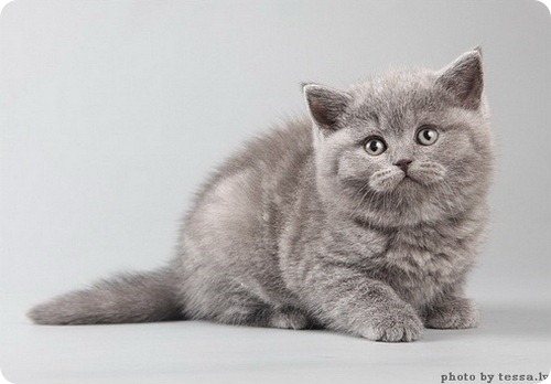 Британская короткошерстная кошка