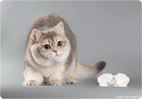Британская короткошерстная кошка