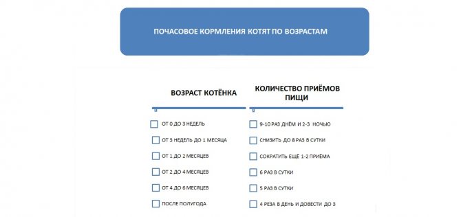 Чем кормить новорожденных котят без кошки