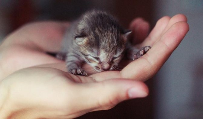 Чем кормить новорожденных котят без кошки