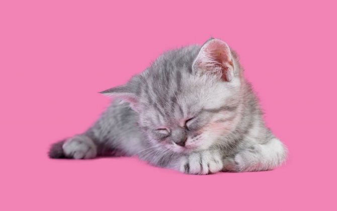 Чем кормить новорожденных котят без кошки