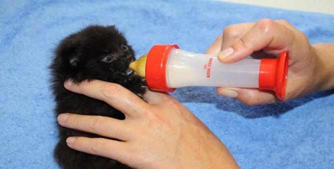 Чем кормить новорожденных котят без кошки