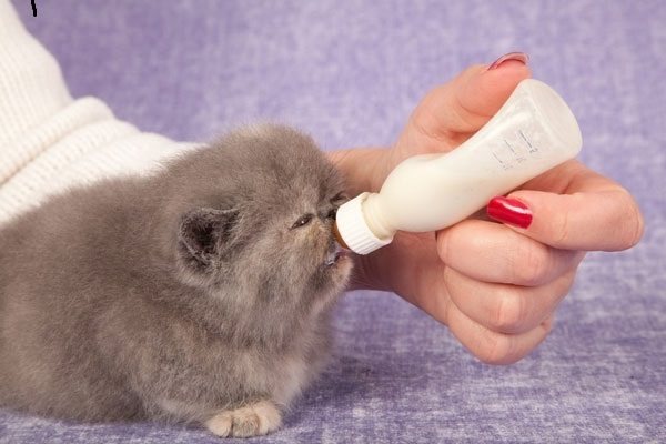Чем кормить новорожденных котят без кошки