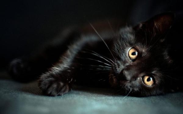 Черный котенок
