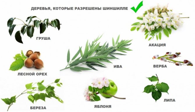 Деревья для шиншилл