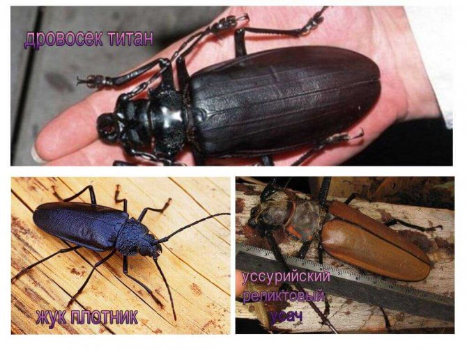 Длинноусый серый усач