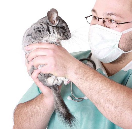 Если здоровье шиншиллы вызывает беспокойство, покажите её ветеринару