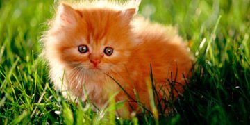 к чему снится рыжий котенок