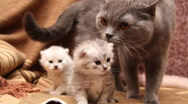 К чему снятся кошки и котята женщине
