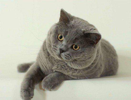 Как отличить кастрированного кота от кошки