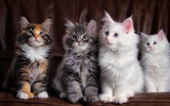 Как отличить кота от кошки