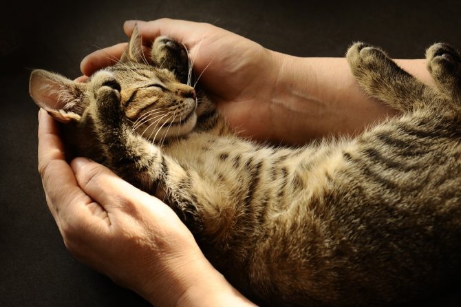 Как приучить кошку к котенку