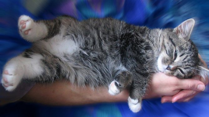 Как приучить кошку к котенку